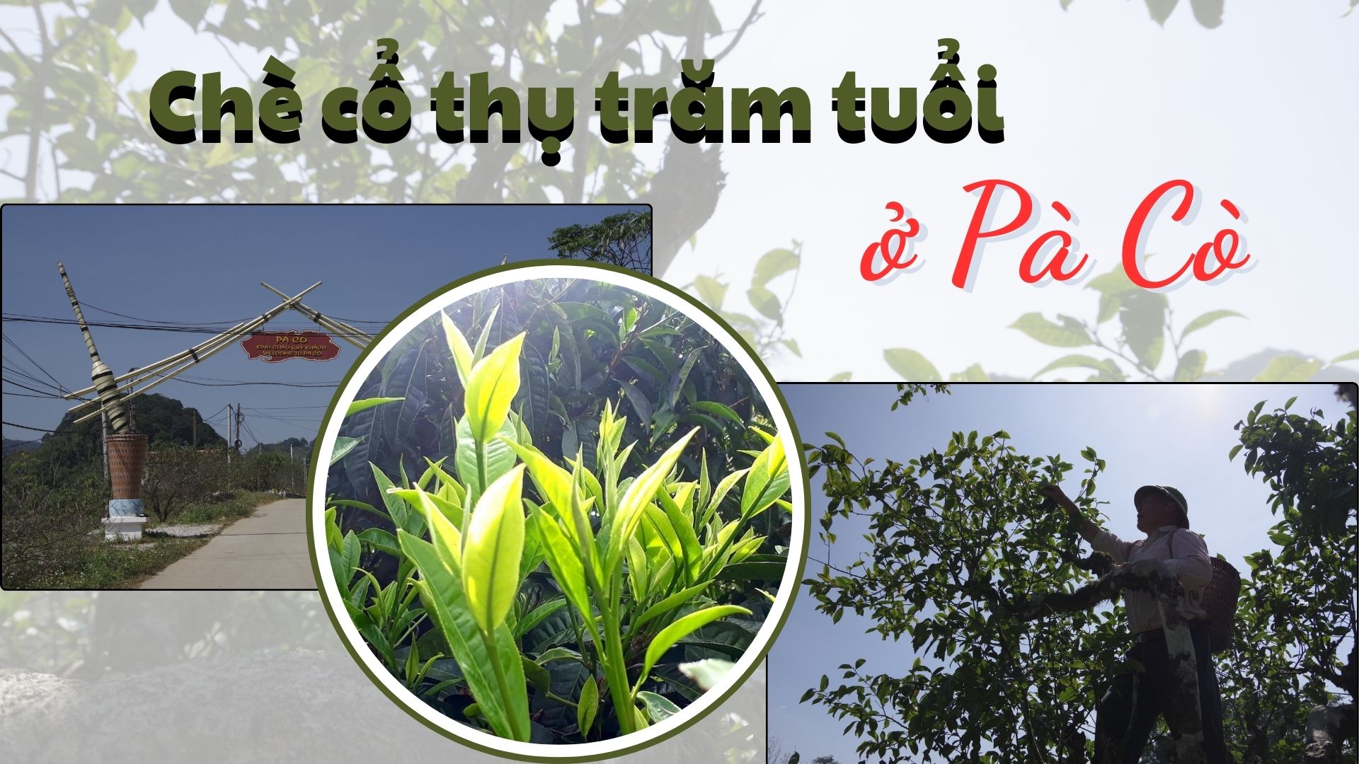 Chè cổ thụ trăm tuổi ở Pà Cò