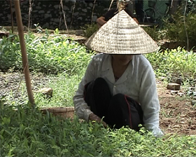 Bà con nông dân xã Đồng Tâm chủ động gieo ươm giống phục vụ công tác trồng rừng của địa phương.