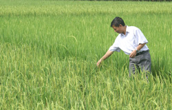 Từ đầu năm đến nay, UBND huyện đã trích ngân sách trên 350 triệu đồng hỗ trợ giá giống lúa cho nông dân