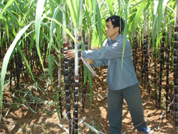 Hội viên chi hội nông dân xóm Cun trồng mía tím nâng cao thu nhập