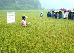 Theo quan hướng dẫn của Chi cục BVTV, nông dân xã Yên Nghiệp (huyện Lạc Sơn) đã chủ động sản xuất giống lúa để sản xuất