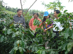 Đồng chí Nguyễn Hữu Duyệt cùng lãnh đạo huyện Lạc Sơn thăm vườn cà phê cho quả năm đầu tiên của Công ty