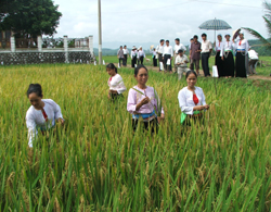 Mô hình giống nông hộ của nông dân huyện Lạc Sơn