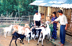 Mô hình chăn nuôi dê của hội viên chi hội nông dân khu 5, thị trấnchi Nê.