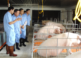 Lãnh đạo tỉnh thăm dự án chăn nuôi lợn của Công ty TNHH một thành viên Hà Phương
