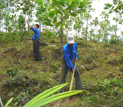 Mô hình trồng rừng của ĐV-TN huyện Lạc Thủy được chăm sóc, phát triển tốt