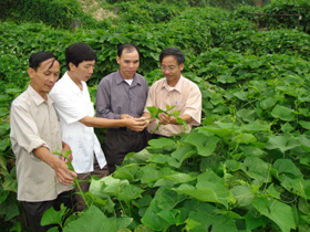 Mô hình trồng Su su lấy ngọn ở xã Ba Khan huyện Mai Châu của ông Hòa đã đem lại hiệu quả kinh tế cao.