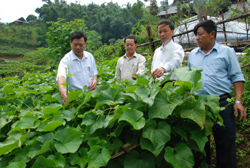 Đ/c Bí thư huyện ủy Tân Lạc và lãnh đạo xã Nam Sơn thăm mô hình trồng su su