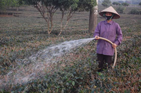 Phát triển vùng chè nguyên liệu đem lại thu nhập ổn định cho bà con giáo dân xã Phú Thành (huyện Lạc Thuỷ).