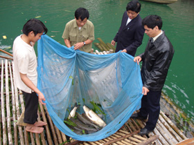 Nhiều hộ gia đình được vay vốn phát triển nghề nuôi cá lồng, đem lại hiệu quả kinh tế.