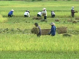 Nông dân Thượng Bì thu hoạch lúa, năng suất đạt trên 50ta/ha.