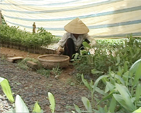 Nhờ làm tốt công tác gieo ươm chuẩn bị cây giống, đến hết tháng 9/2010 huyện Lạc Thủy đã hoàn thành kế hoạch tròng rừng năm 2010.
