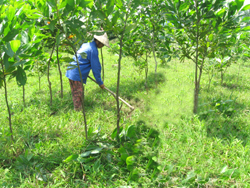 Nhân dân chăm sóc rừng trồng trong vùng dự án

