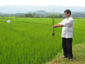 Ông Bùi Văn Uôi kiểm tra chất lượng giống nông hộ trên ruộng cấy thử nghiệm