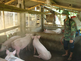 Các hộ dân chăn nuôi ở xã Yên Mông quan tâm phun thuốc khử trung tiêu độc cho vật nuôi.