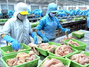 Chế biến cá basa xuất khẩu tại Công ty thủy sản Bình An, tỉnh Cần Thơ.