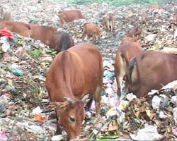 Đàn bò được chăn thả tại khu vực bãi rác phường Tân Hòa