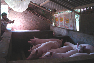 Để phòng dịch bệnh, nhiều hộ gia đình chăn nuôi lợn ở xã Yên Lạc (Yên Thủy) chủ động tiêm phòng và triển khai các biện pháp phòng dịch bệnh.