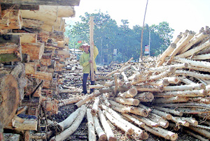 Kinh tế trang trại đã tạo ra nhiều sản phẩm gỗ hàng hóa và tăng việc làm cho lao động ở xã Lạc Long, huyện Lạc Thủy. ảnh: p.v