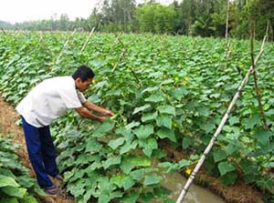 Nông dân các xã vùng ven TPHB tích cực chuyển đổi cơ cấu cây trồng đem lại hiệu quả kinh tế cao. ảnh: Mô hình trồng dưa chuột ở xã Sủ Ngòi.
