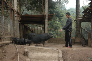 Dự án giảm nghèo giai đoạn 2 chú trọng các hoạt động sinh kế cho người dân. Trong ảnh: Mô hình chăn nuôi lợn mang lại thu nhập cao cho người dân xã Dân Chủ (TPHB).