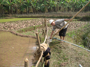 Nông dân khu Thắng Lợi, thị trấn Thanh Hà đưa nước vào chân ruộng sau thu hoạch để thực hiện canh tác lúa + cá.