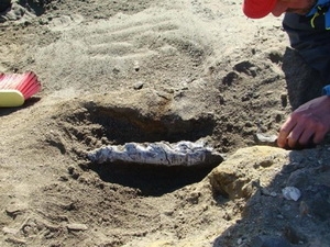 Hóa thạch cá voi cổ đại được tìm thấy tại đảo Marambio. (Nguồn: Internet).