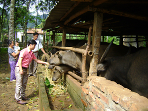 Mô hình trồng rừng kết hợp với chăn nuôi gia súc của gia đình anh Nguyễn Thanh Bình, xóm Lãi, xã Tây Phong mang lại hiệu quả kinh tế cao.