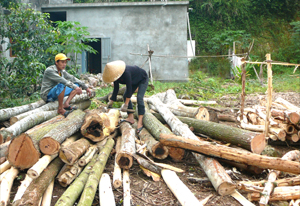 Nhân dân xóm Khăm, xã Bình Sơn (Kim Bôi) khai thác rừng trồng.