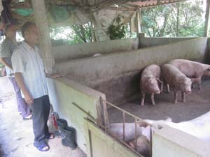 Hộ thành viên CLB chăn nuôi tiểu khu 11 tích cực mở rộng quy mô đàn lợn.