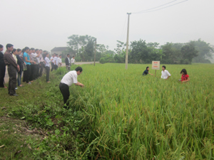 Các đại biểu tham dự hội thảo tham quan mô hình khảo nghiệm giống lúa thuần ĐTL 2 tại xóm Lồ, xã Phong Phú (Tân Lạc).