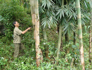 Nhân dân xóm Cha, xã Ngọc Sơn (Lạc Sơn) tích cực tham gia trồng, bảo vệ và phát triển rừng.