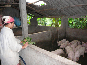 Hộ nông dân xã Đông Phong phát triển chăn nuôi gia đình góp phần nâng cao đời sống, thu nhập.