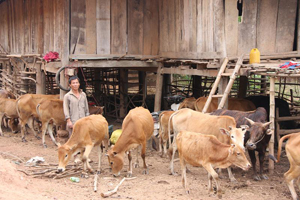 Nhân dân xã An Bình (Lạc Thủy) phát triển chăn nuôi bò theo hướng hàng hóa đem lại hiệu quả kinh tế cao.