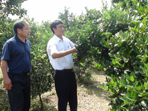 Lãnh đạo  Hội CCB  huyện  Cao Phong  thăm vườn cam  của CCB  Nguyễn Văn Toàn, khu 5B,  TT Cao Phong.