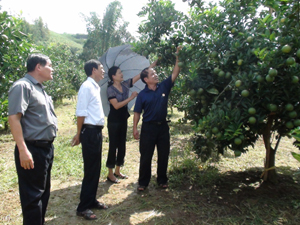 Cán bộ Hội CCB huyện Cao Phong thăm mô hình trồng cam của CCB Nguyễn Văn Toàn (Hội CCB Công ty rau quả nông sản Cao Phong)