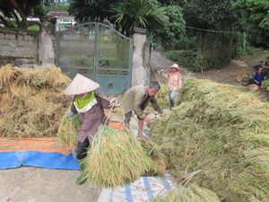 Nông dân thôn Suối Bu, xã Trường Sơn (Lương Sơn) thu hoạch lúa mùa năng suất đạt từ 55 – 57 tạ/ha.
   
