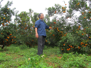 CCB Tạ Đình Đào, khu 5, thị trấn Cao Phong (Cao Phong)  chăm sóc vườn cam của gia đình.