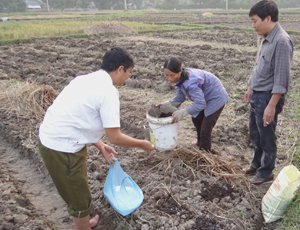 Cán bộ Chi cục BVTV hướng dẫn người dân xã Vĩnh Đồng (Kim Bôi) phương pháp làm đất tối thiểu trong canh tác khoai tây.