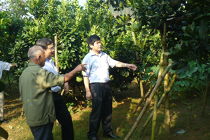 Đồng chí Nguyễn Văn Dũng, Phó Chủ tịch UBND tỉnh thăm mô hình trồng bưởi đem lại hiệu quả kinh tế cao ở xóm Tân Hương 1, xã Thanh Hối.