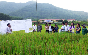 Được học theo phương pháp FFS, học viên lớp học “nâng cao năng lực cho cán bộ BVTV” năm 2012 trình bày thí nghiệm hiện trường trên ruộng lúa của xã Dân Chủ (TP. Hòa Bình).