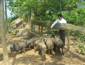 Nông dân xóm Sèo, xã Cao Sơn đầu tư mô hình chăn nuôi lợn rừng mang lại hiệu quả kinh tế cao.