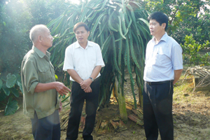 Đồng chí Nguyễn Văn Dũng, Phó Chủ tịch UBND tỉnh và lãnh đạo huyện Tân Lạc thăm mô hình trồng thanh long ruột đỏ tại xóm Tân Hương 1, xã Thanh Hối.