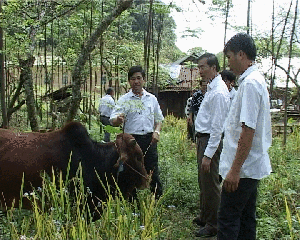Lãnh đạo sở NN&PTNT kiểm tra dự án cấp bò thuần giống H’Mông tại 2 xã Hang Kia, Pà Cò (Mai Châu).