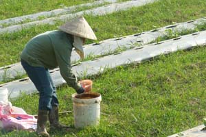 Mô hình trồng bí lấy hạt từ nguồn vốn hỗ trợ phát triển sản xuất, nâng cao thu nhập cho người dân của chương trình NTM năm 2012 đang được triển khai tại xã Hợp Thịnh.