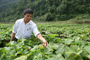 Ông Hà Văn Khuyển, xóm Bách 2, xã Lũng Vân (Tân Lạc) thu hoạch ngọn su su tại vườn của gia đình.