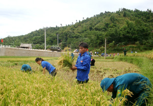 ĐV-TN huyện Đà Bắc tham gia giúp đỡ gia đình ông Xa Văn Chỉ,  xã Mường Chiềng thu hoạch lúa mùa, thực hiện có hiệu quả các hoạt động “uống nước, nhớ nguồn”.