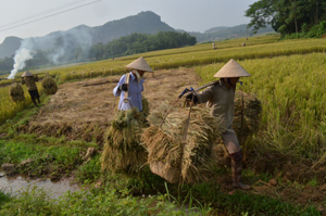Nông dân xã Trung Sơn (Lương Sơn) phấn khởi thu hoạch lúa vụ mùa, năng suất bình quân đạt 51 tạ/ha.
