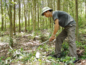 CCB Nguyễn Văn Viện, xóm Suối Tép, xã Đồng Tâm (Lạc Thuỷ) chăm sóc đồi rừng chuẩn bị cho thu hoạch của gia đình.