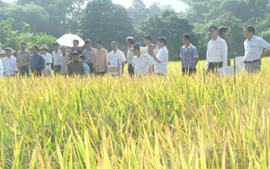 Giống lúa BC 15 được đánh giá phù hợp với đồng đất Kim Bôi. Ảnh: Hội thảo đầu bờ đánh giá chất lượng giống lúa BC 15 tại xã Hợp Kim (Kim Bôi).

